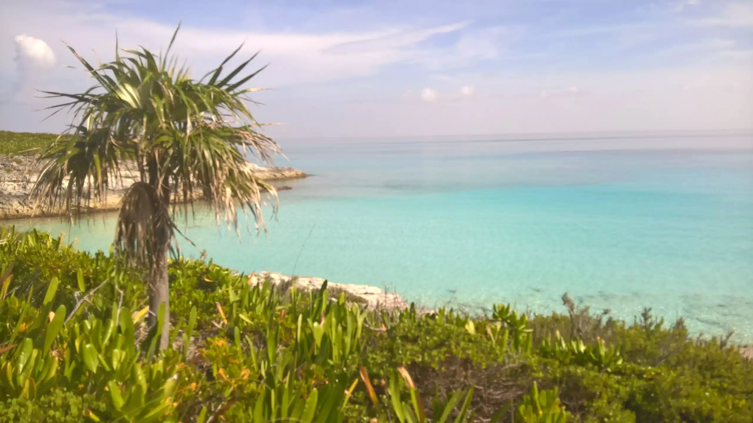 Palma e vegetazione su una baia turchese alle Berry Islands, Bahamas