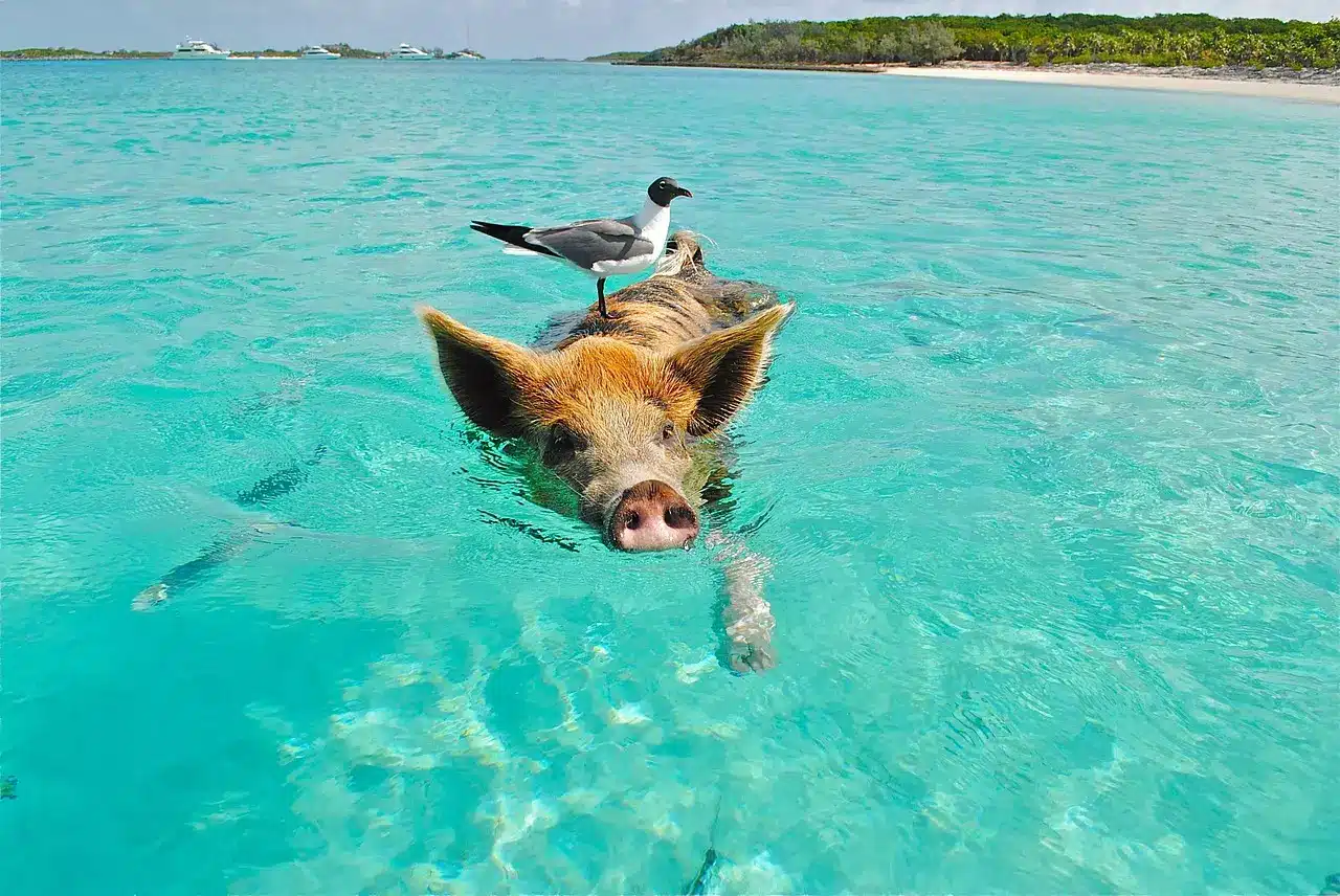 Maiale che nuota nell'acqua turchese delle Exuma con un gabbiano sulla testa