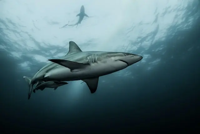 Nuotare con gli squali nuotare-con-gli-squali-bahamas