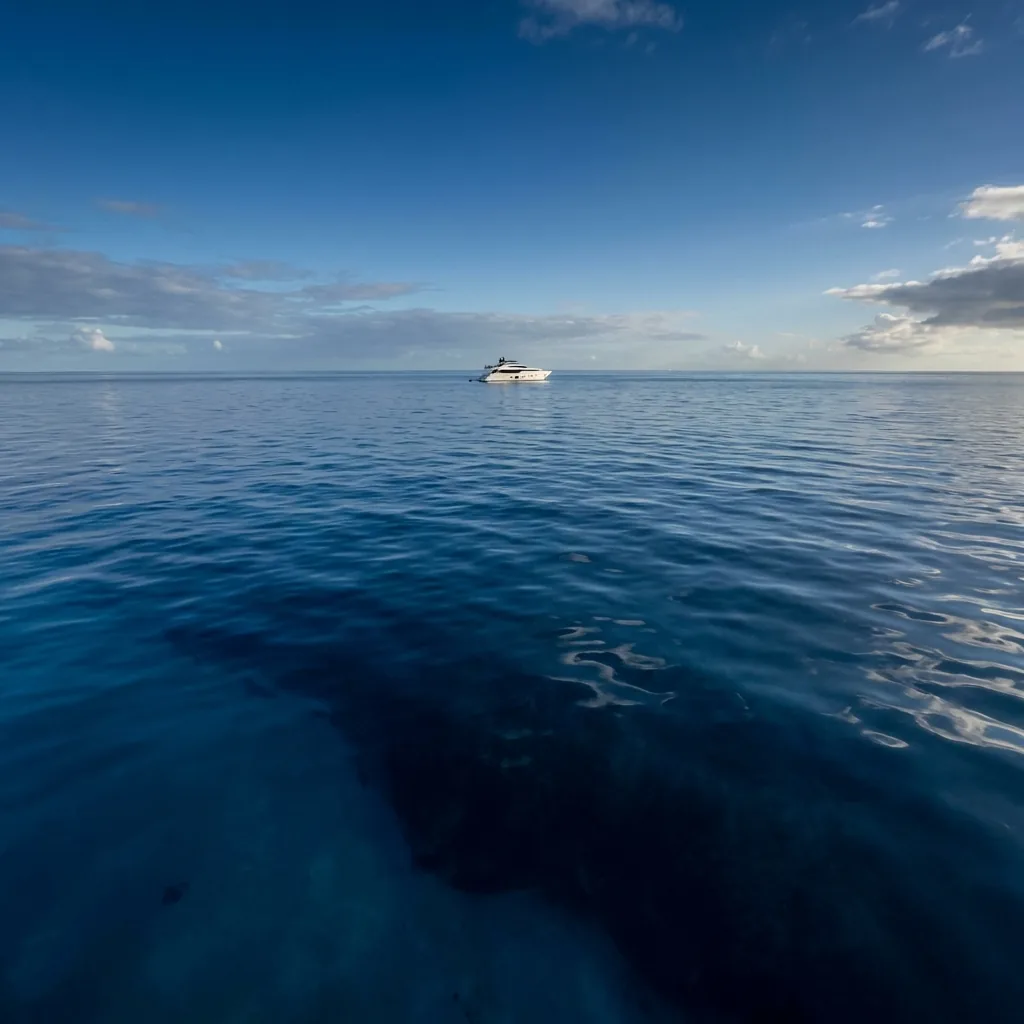 squalo balena alle Bahamas