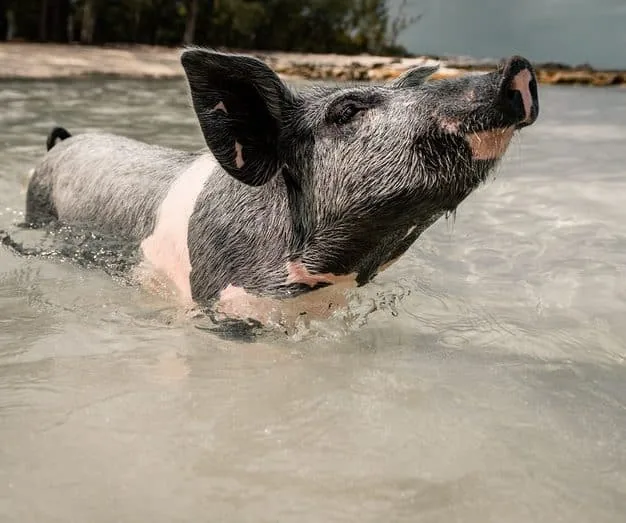 Quanti giorni stare alle Bahamas Exuma quando andare exuma cosa fare e cosa vedere Bahamas isola Maiali bahamas maiali